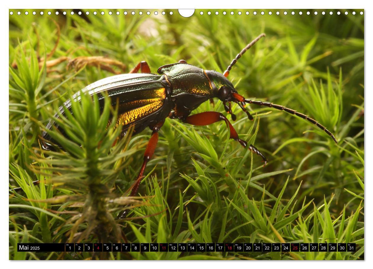 Bild: 9783435076949 | LAUFKÄFER - CARABIDAE (Wandkalender 2025 DIN A3 quer), CALVENDO...