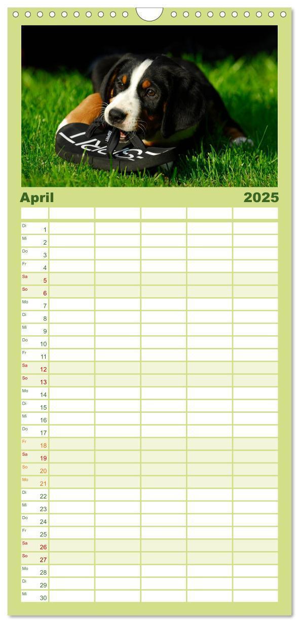 Bild: 9783457119259 | Familienplaner 2025 - Welpen 2025 mit 5 Spalten (Wandkalender, 21 x...