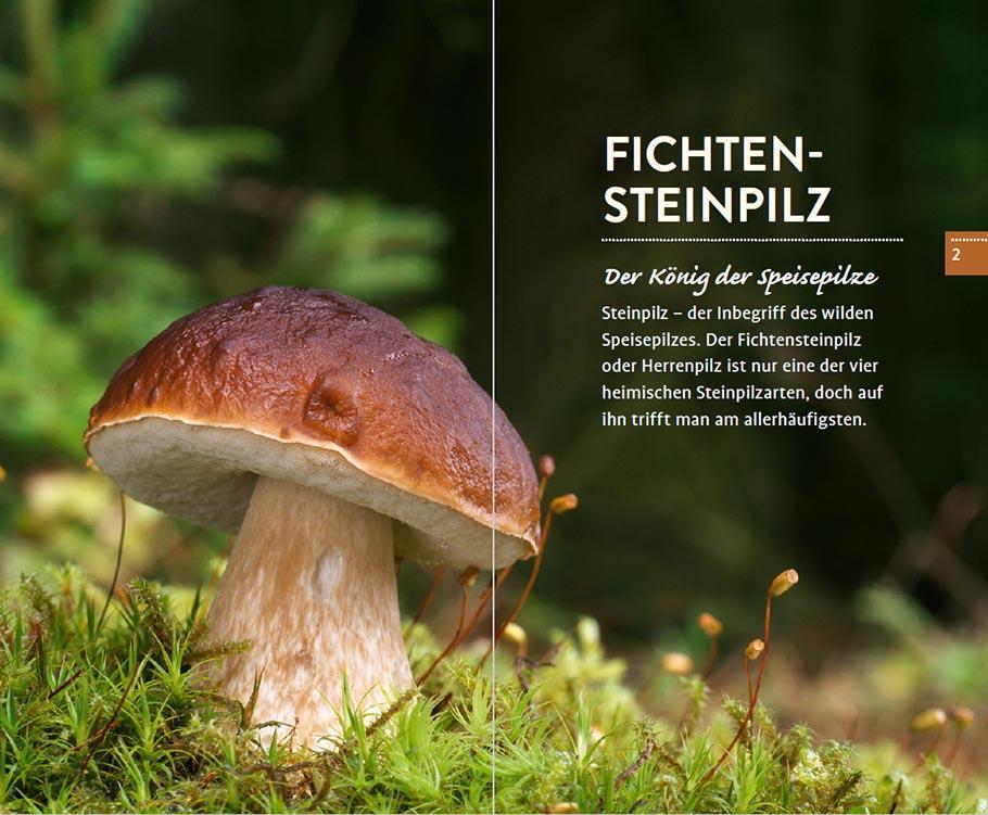 Bild: 9783818614546 | 10 Pilze | Die sichersten Arten finden und bestimmen | Taschenbuch
