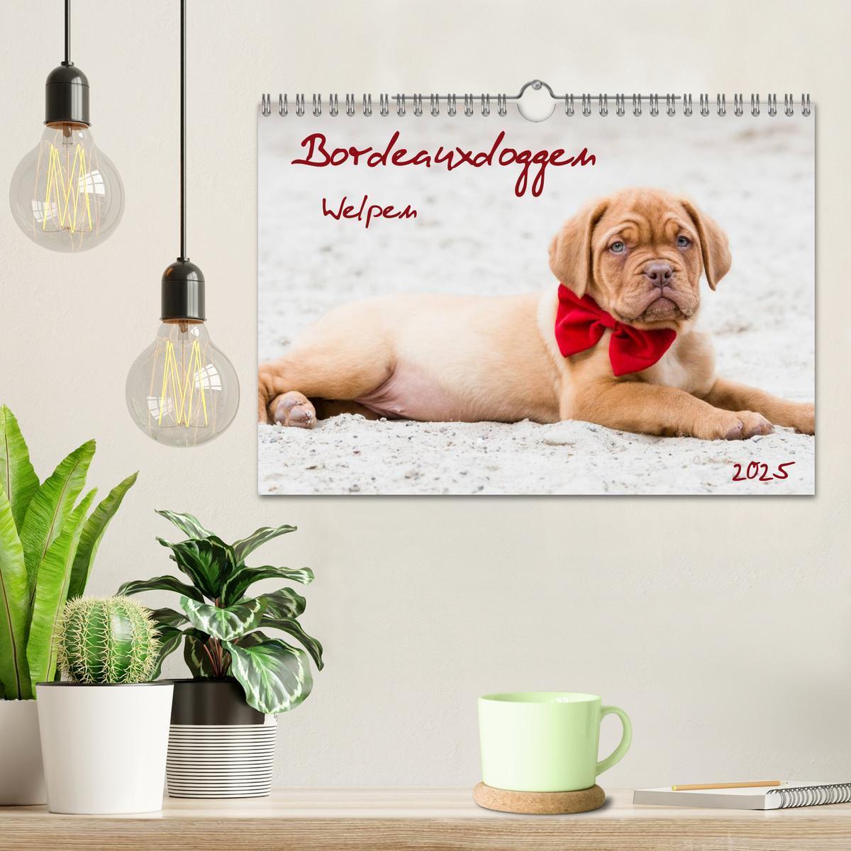 Bild: 9783435519361 | Bordeauxdoggen Welpen (Wandkalender 2025 DIN A4 quer), CALVENDO...