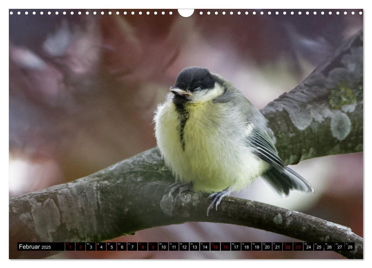 Bild: 9783435028894 | Vogelkinder - Junge Wildvögel (Wandkalender 2025 DIN A3 quer),...