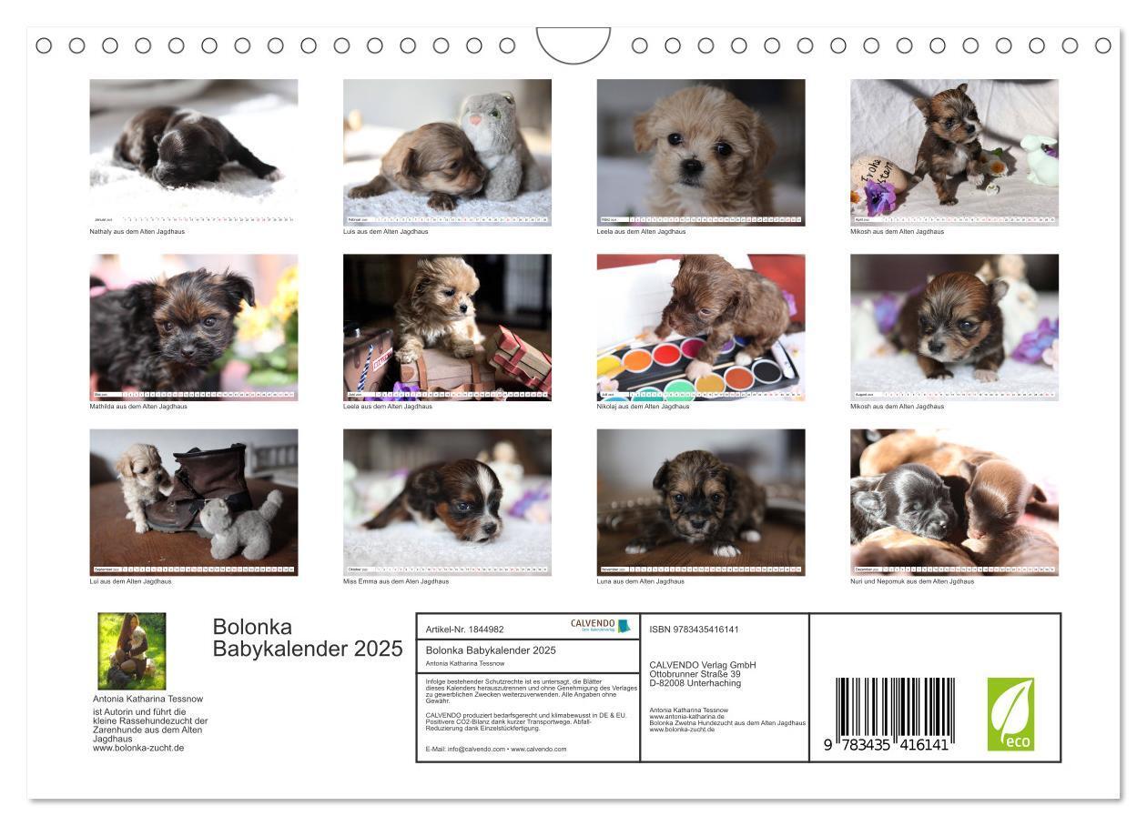 Bild: 9783435416141 | Bolonka Babykalender 2025 (Wandkalender 2025 DIN A4 quer), CALVENDO...