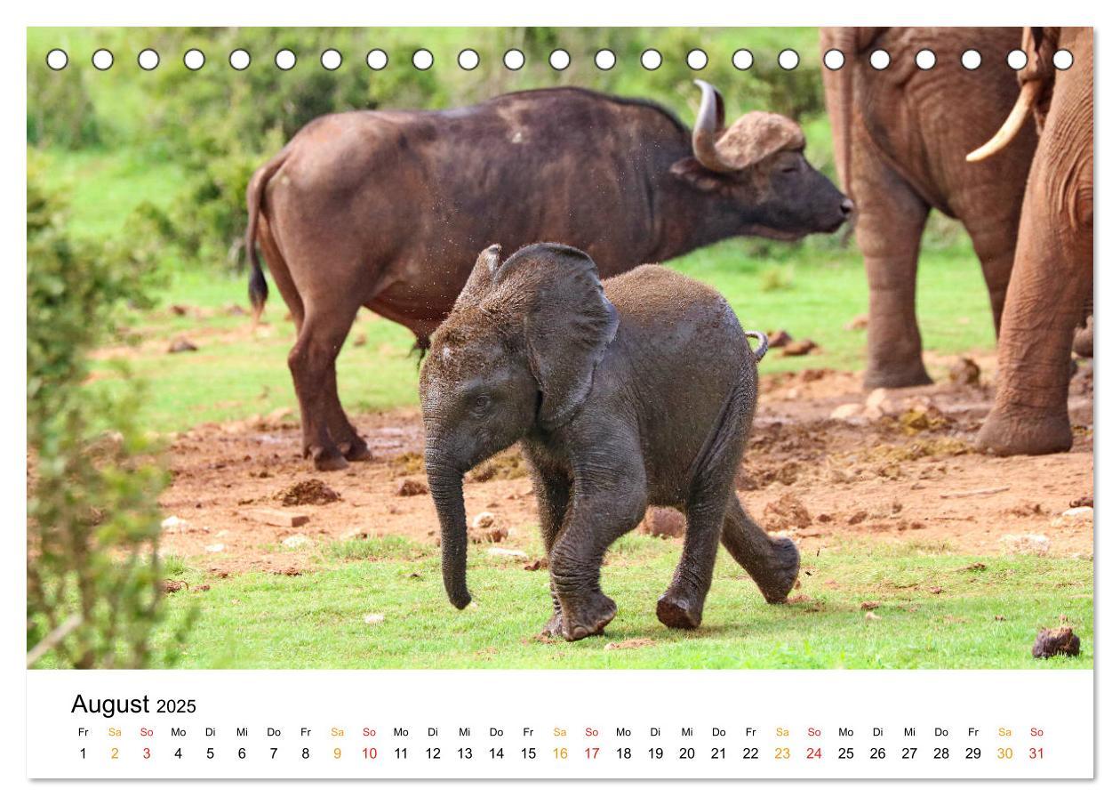 Bild: 9783435227921 | ADDO ELEPHANT NATIONAL PARK Elefanten Babies (Tischkalender 2025...