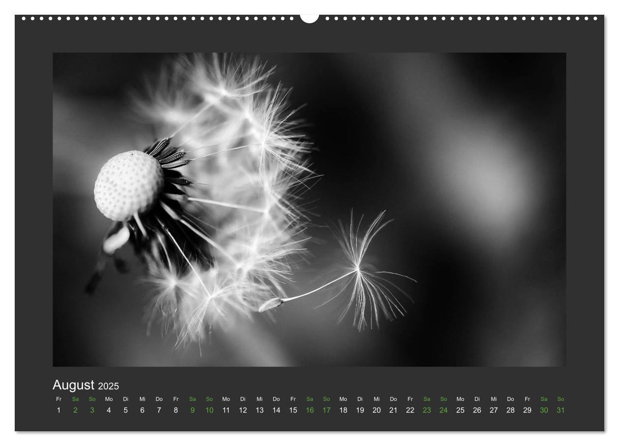 Bild: 9783435751426 | Pflanzen in Schwarz und Weiß (Wandkalender 2025 DIN A2 quer),...