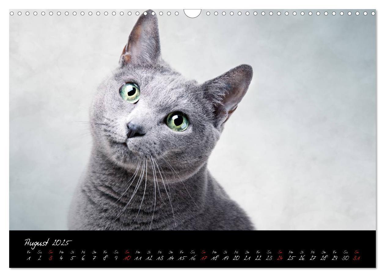 Bild: 9783435837335 | Katzen 2025 (Wandkalender 2025 DIN A3 quer), CALVENDO Monatskalender