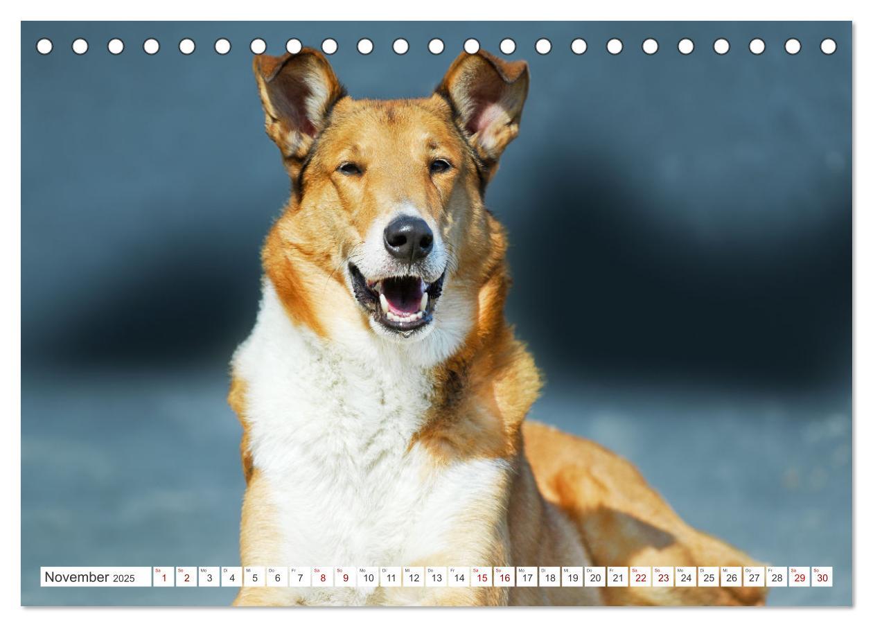 Bild: 9783457153239 | Ein Freund fürs Leben - Smooth Collie (Tischkalender 2025 DIN A5...