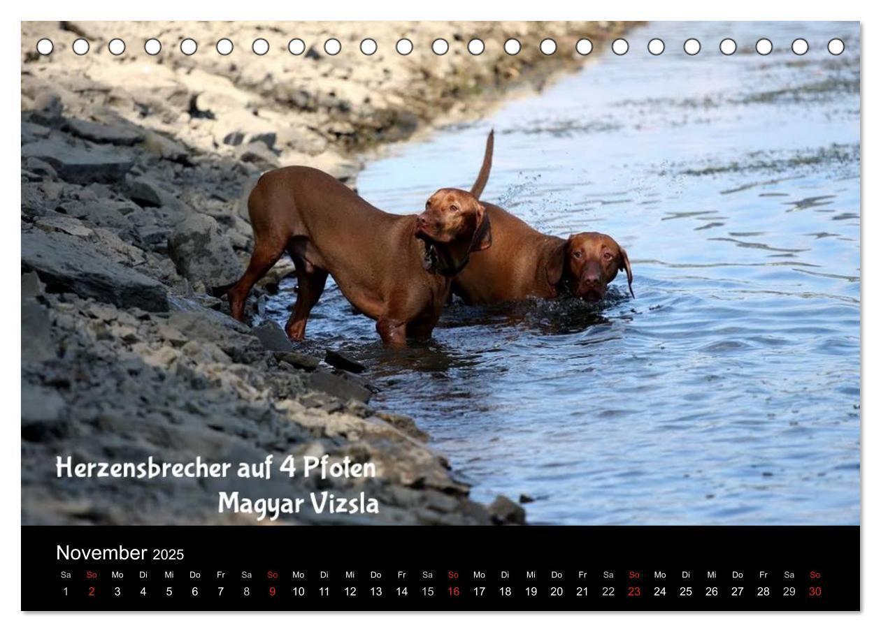 Bild: 9783435518708 | Magyar Vizsla - Zauberhafte Kobolde (Tischkalender 2025 DIN A5...