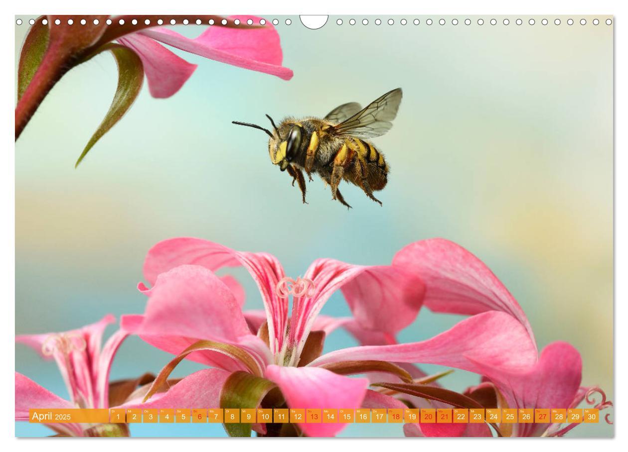 Bild: 9783435220557 | Sechs Beine in der Luft - Wildbienen im Flug (Wandkalender 2025 DIN...