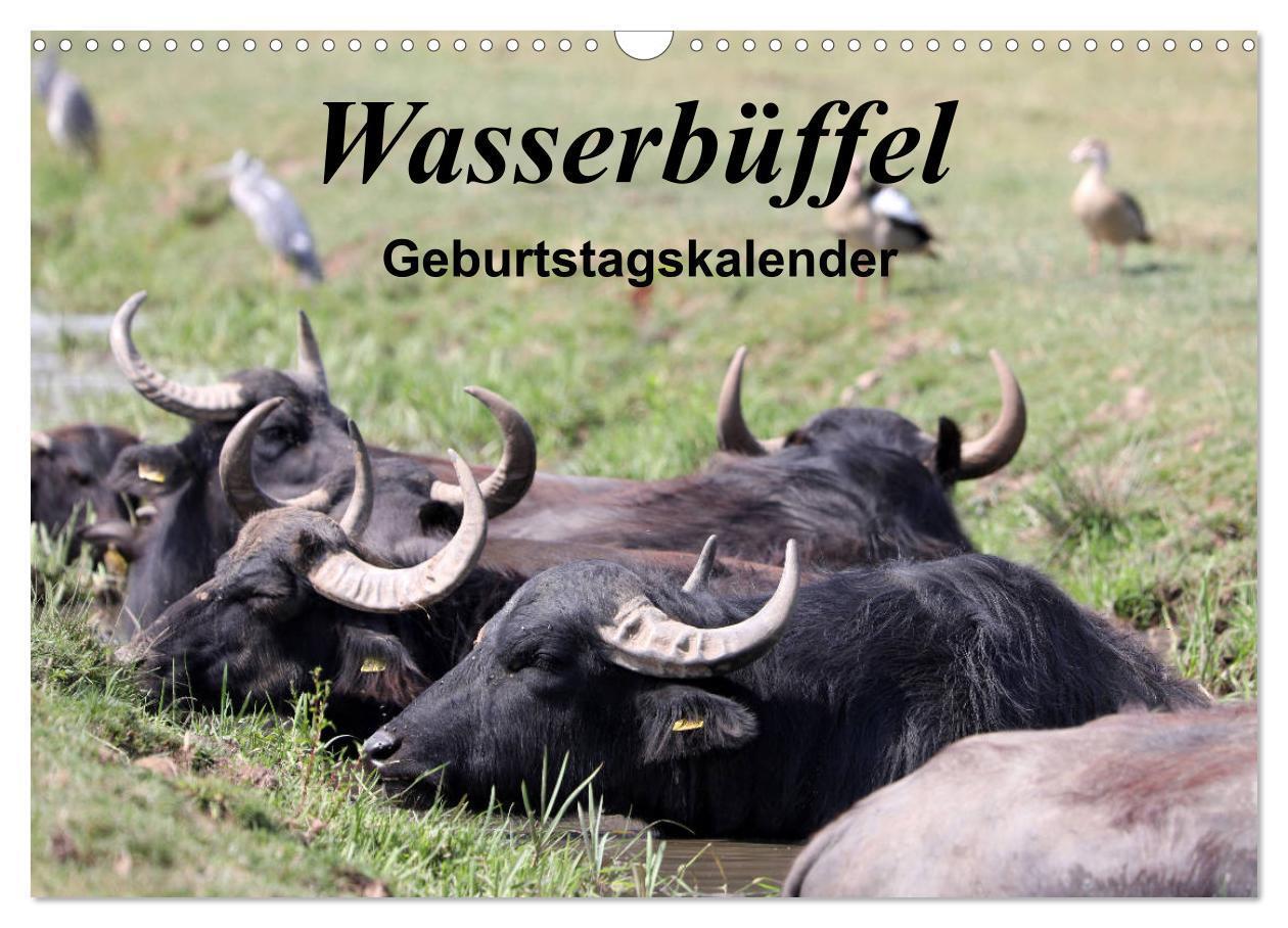Cover: 9783675866485 | Wasserbüffel - Geburtstagskalender (Wandkalender 2024 DIN A3 quer),...