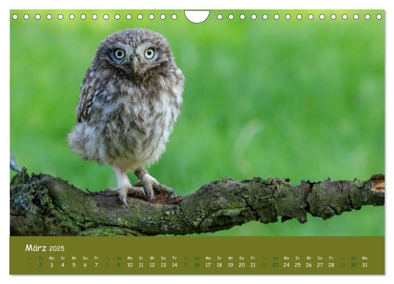 Bild: 9783435300532 | Steinkäuze (Athene noctua) (Wandkalender 2025 DIN A4 quer),...