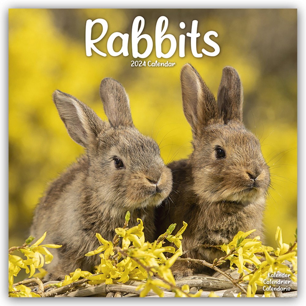 Cover: 9781804601549 | Rabbits - Kaninchen 2024 - 16-Monatskalender | Avonside Publishing Ltd