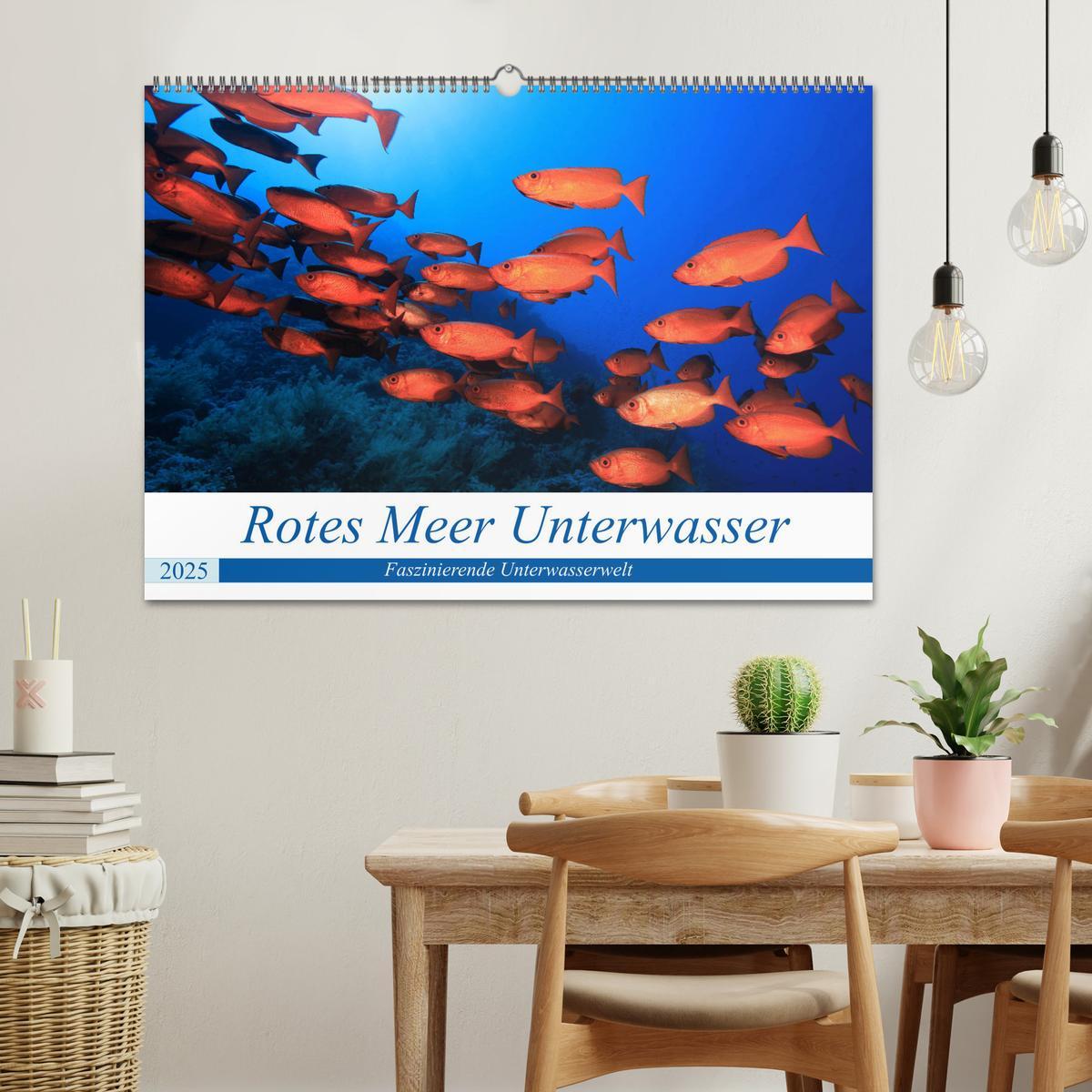 Bild: 9783435154807 | Rotes Meer Unterwasser (Wandkalender 2025 DIN A2 quer), CALVENDO...