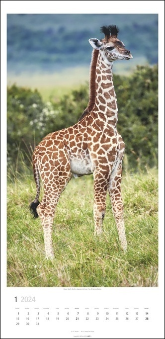 Bild: 9783840084423 | Giraffen Kalender 2024 XL Hochformat. Die beliebten Tiere in einem...