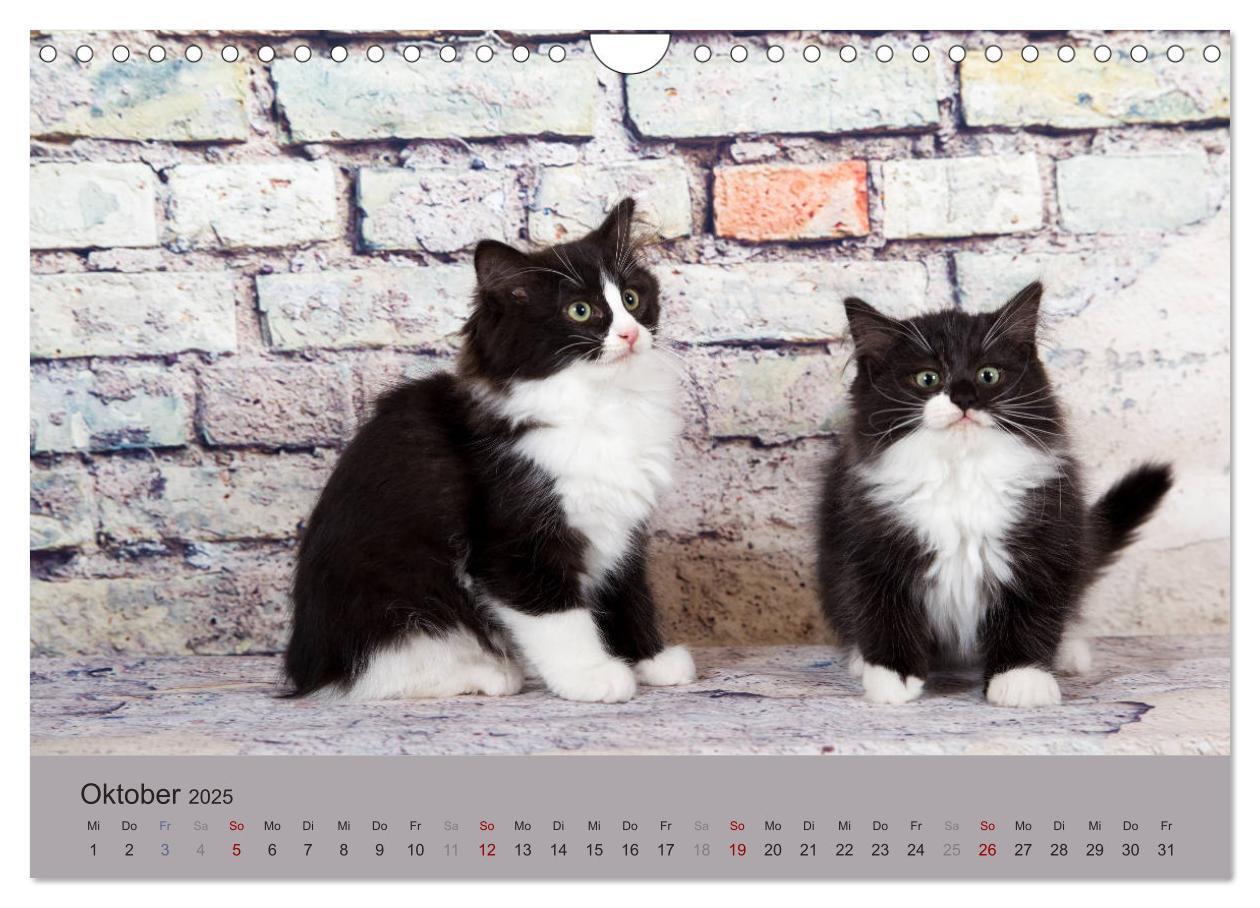 Bild: 9783435341627 | Flauschige Ragdoll Kitten (Wandkalender 2025 DIN A4 quer), CALVENDO...