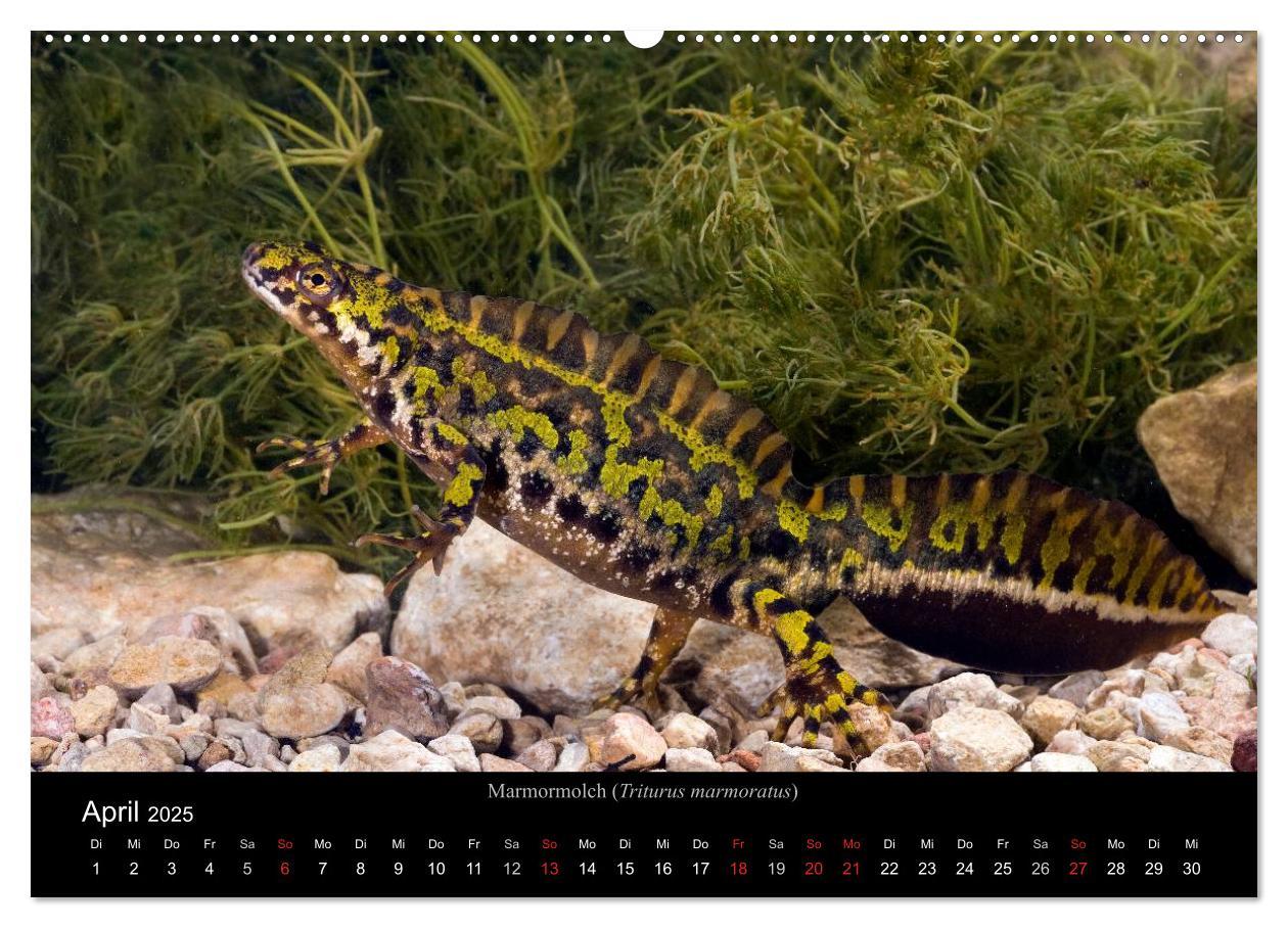 Bild: 9783435771837 | Salamander und Molche (Wandkalender 2025 DIN A2 quer), CALVENDO...