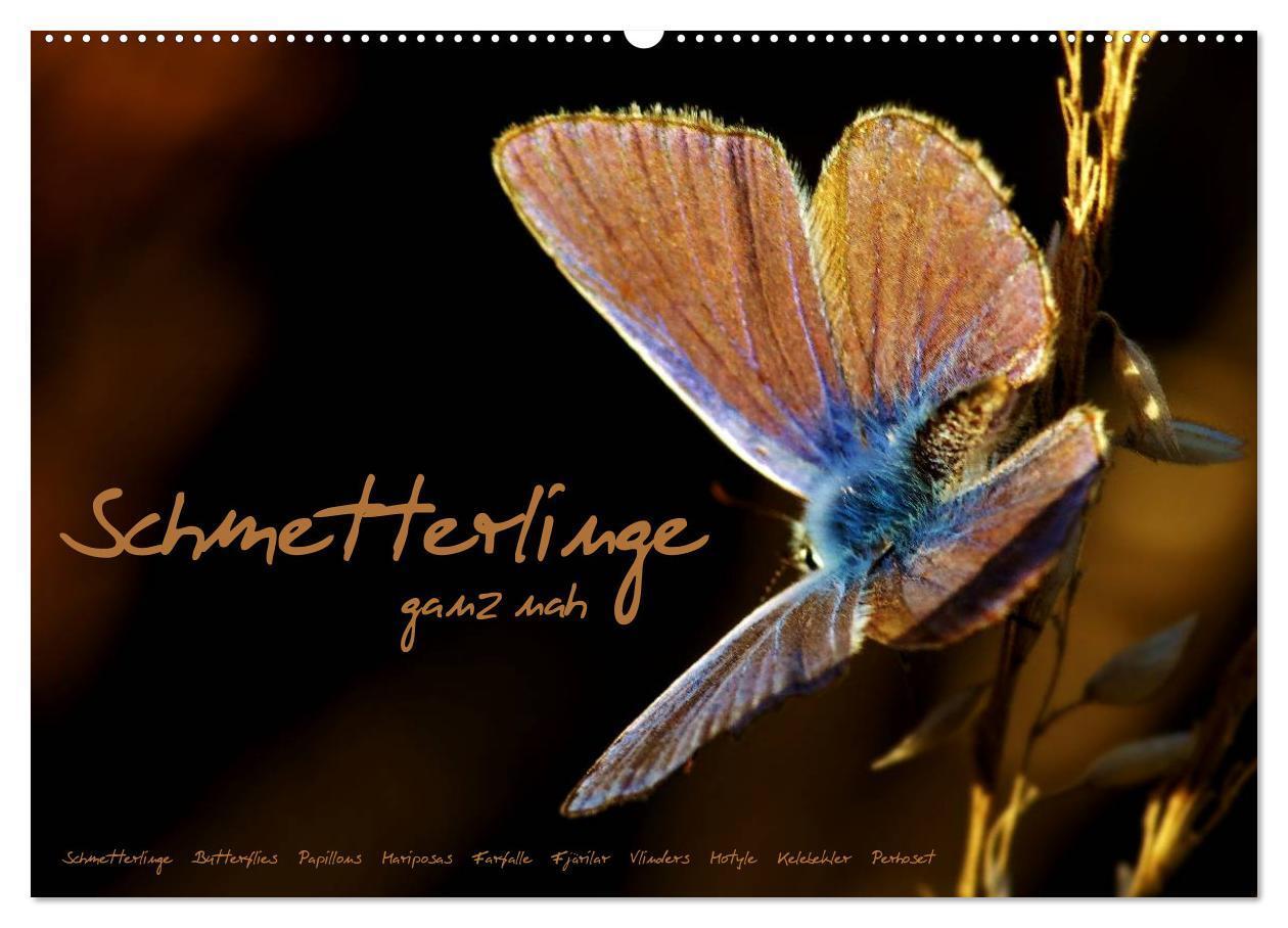 Cover: 9783383469404 | Schmetterlinge ganz nah (Wandkalender 2024 DIN A2 quer), CALVENDO...