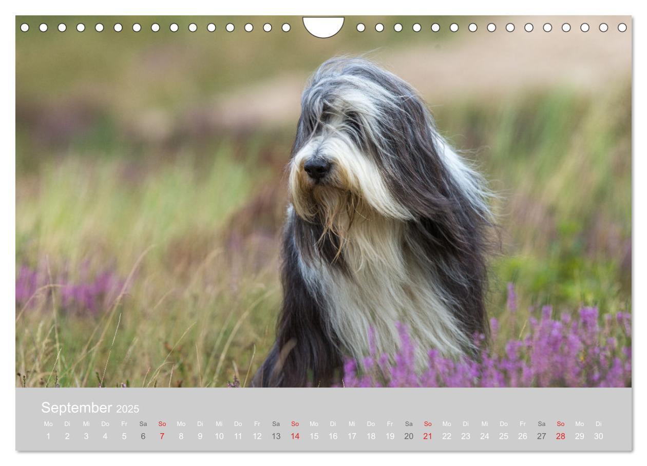 Bild: 9783435427239 | BEARDED COLLIES 2025 (Wandkalender 2025 DIN A4 quer), CALVENDO...