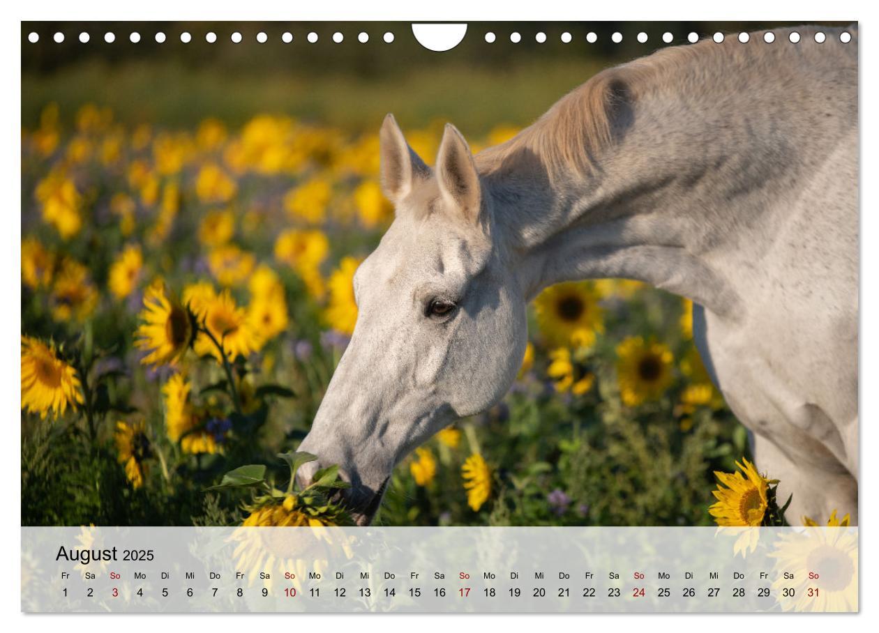 Bild: 9783435105045 | Pferde 2025 Kraft und Anmut (Wandkalender 2025 DIN A4 quer),...