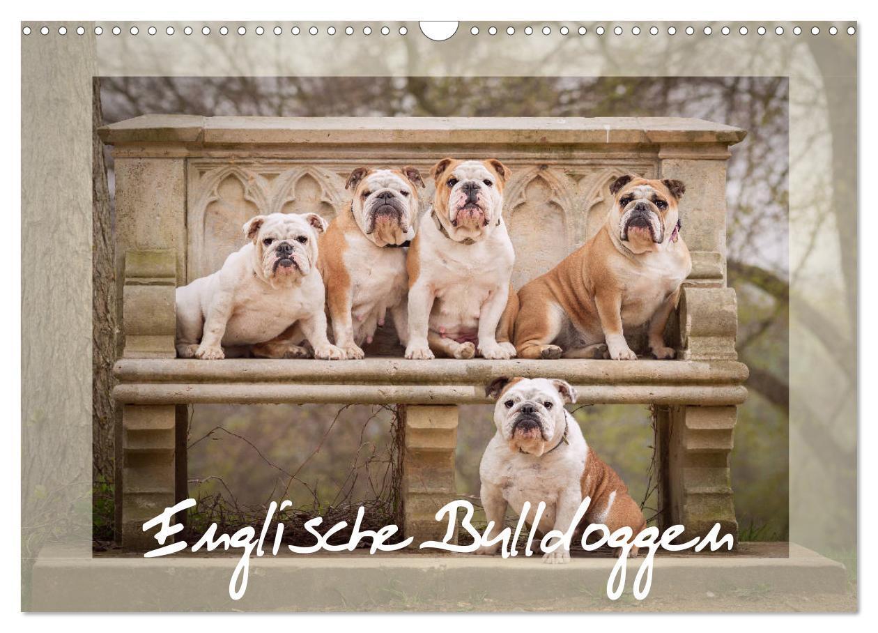 Cover: 9783675889989 | Englische Bulldoggen (Wandkalender 2024 DIN A3 quer), CALVENDO...