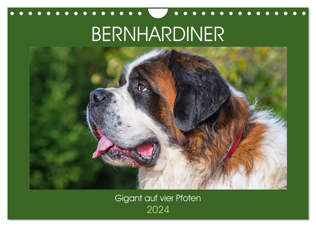 Cover: 9783675853195 | Bernhardiner - Gigant auf vier Pfoten (Wandkalender 2024 DIN A4...