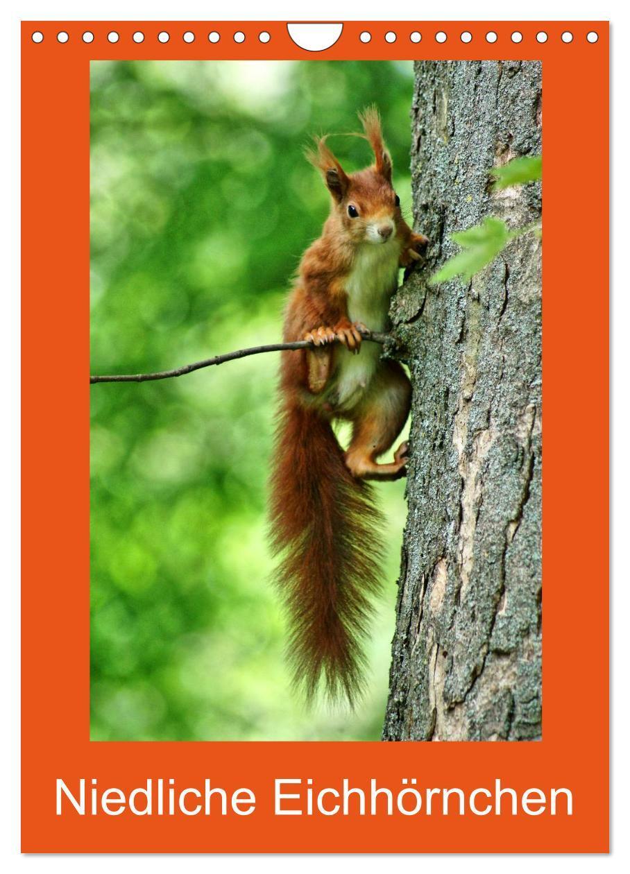Cover: 9783383265372 | Niedliche Eichhörnchen (Wandkalender 2024 DIN A4 hoch), CALVENDO...