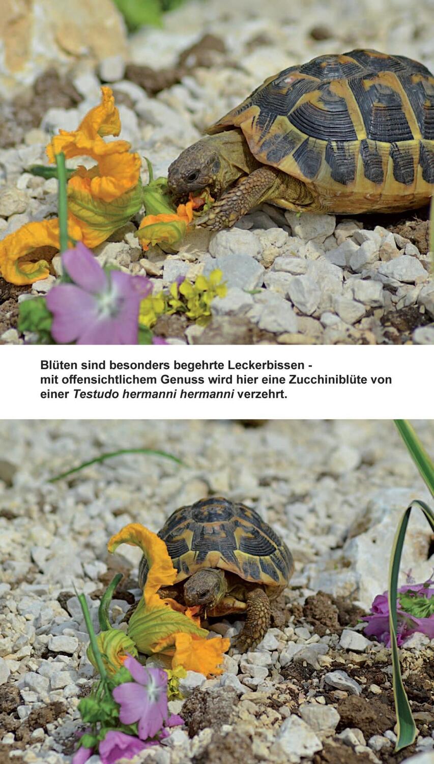 Bild: 9783000566363 | Landschildkröten-Futterpflanzen | 100 Wildkräuter einfach erkennen