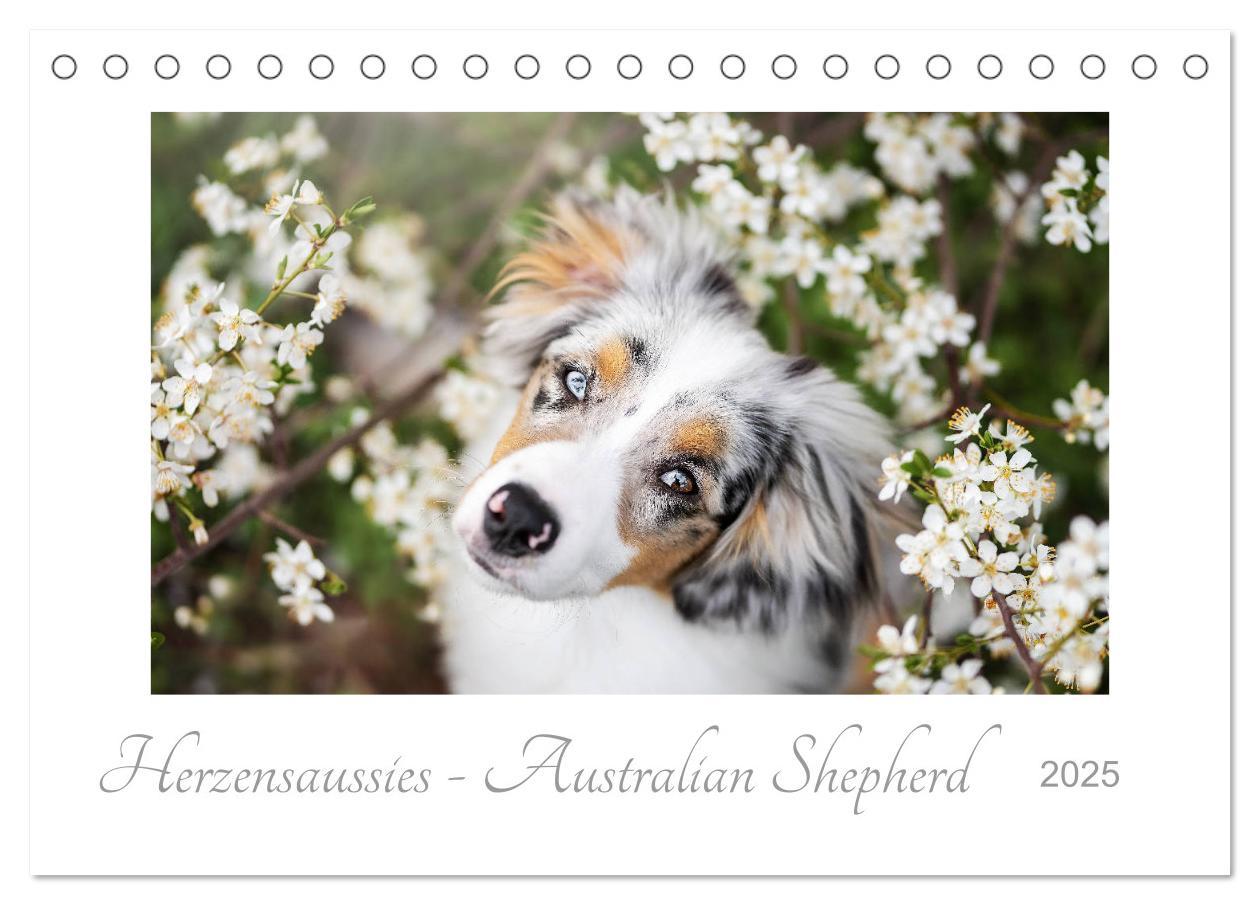 Cover: 9783435179954 | Herzensaussies - Australian Shepherd (Tischkalender 2025 DIN A5...