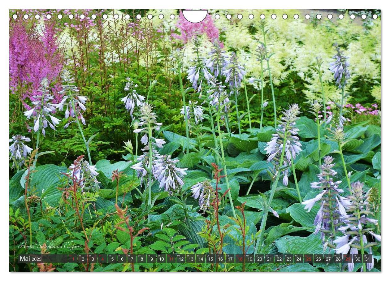 Bild: 9783435576814 | Hosta Staude mit Herz (Wandkalender 2025 DIN A4 quer), CALVENDO...