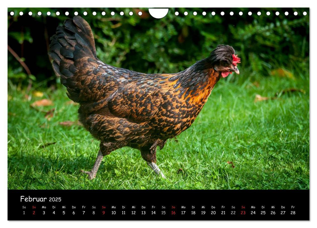 Bild: 9783435564101 | Gartenhühner (Wandkalender 2025 DIN A4 quer), CALVENDO Monatskalender