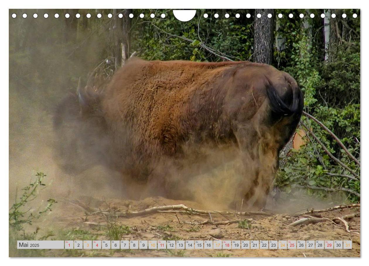 Bild: 9783435580552 | Bison und Wisent - Riesen mit unbändiger Kraft (Wandkalender 2025...