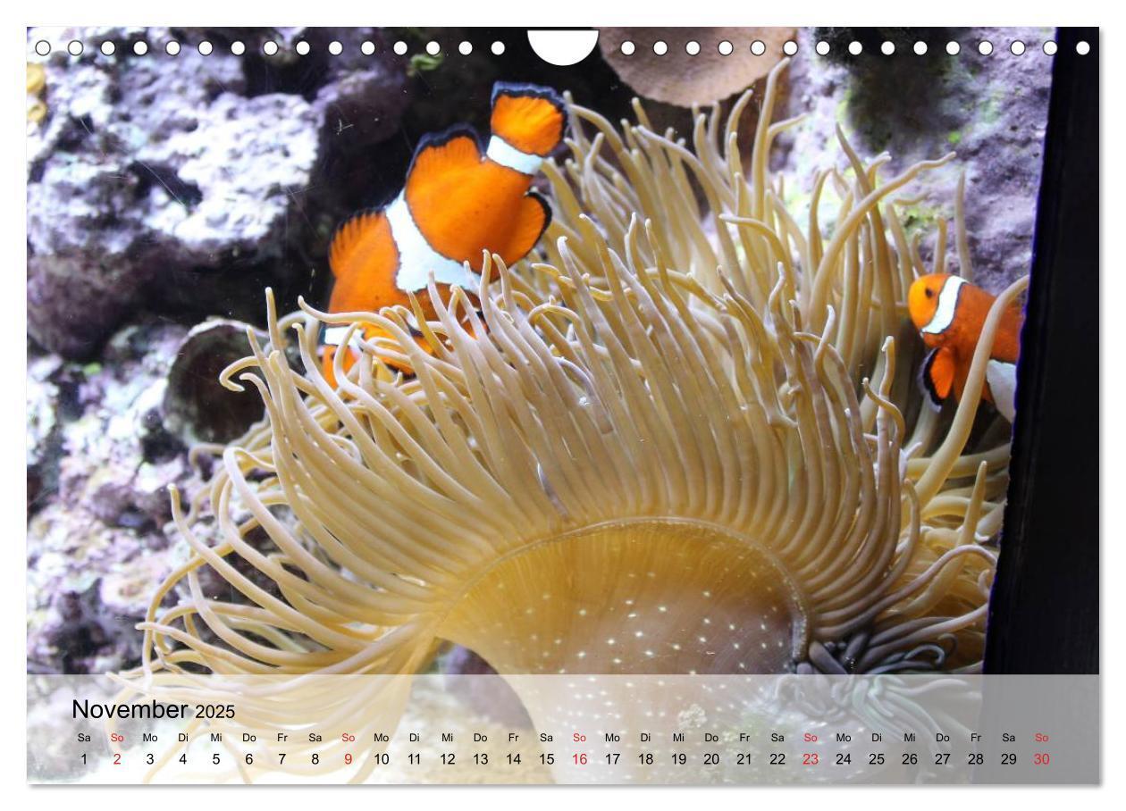 Bild: 9783435590827 | Knallbunte Wasserwelt. Die Welt der Fische (Wandkalender 2025 DIN...