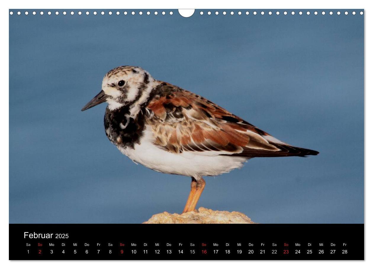 Bild: 9783435512737 | Limikolen Watvögel auf dem Zug (Wandkalender 2025 DIN A3 quer),...