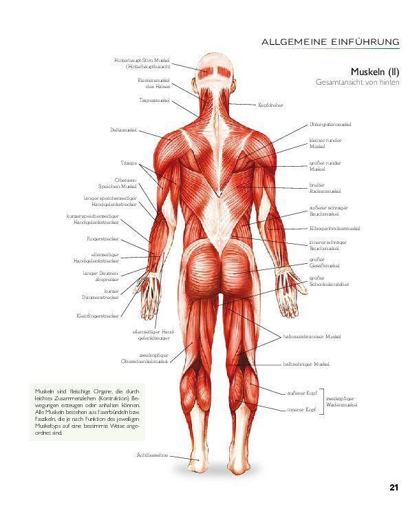 Bild: 9783966643849 | YOGA - Atlas der Anatomie | Svenja Tengs | Buch | 256 S. | Deutsch