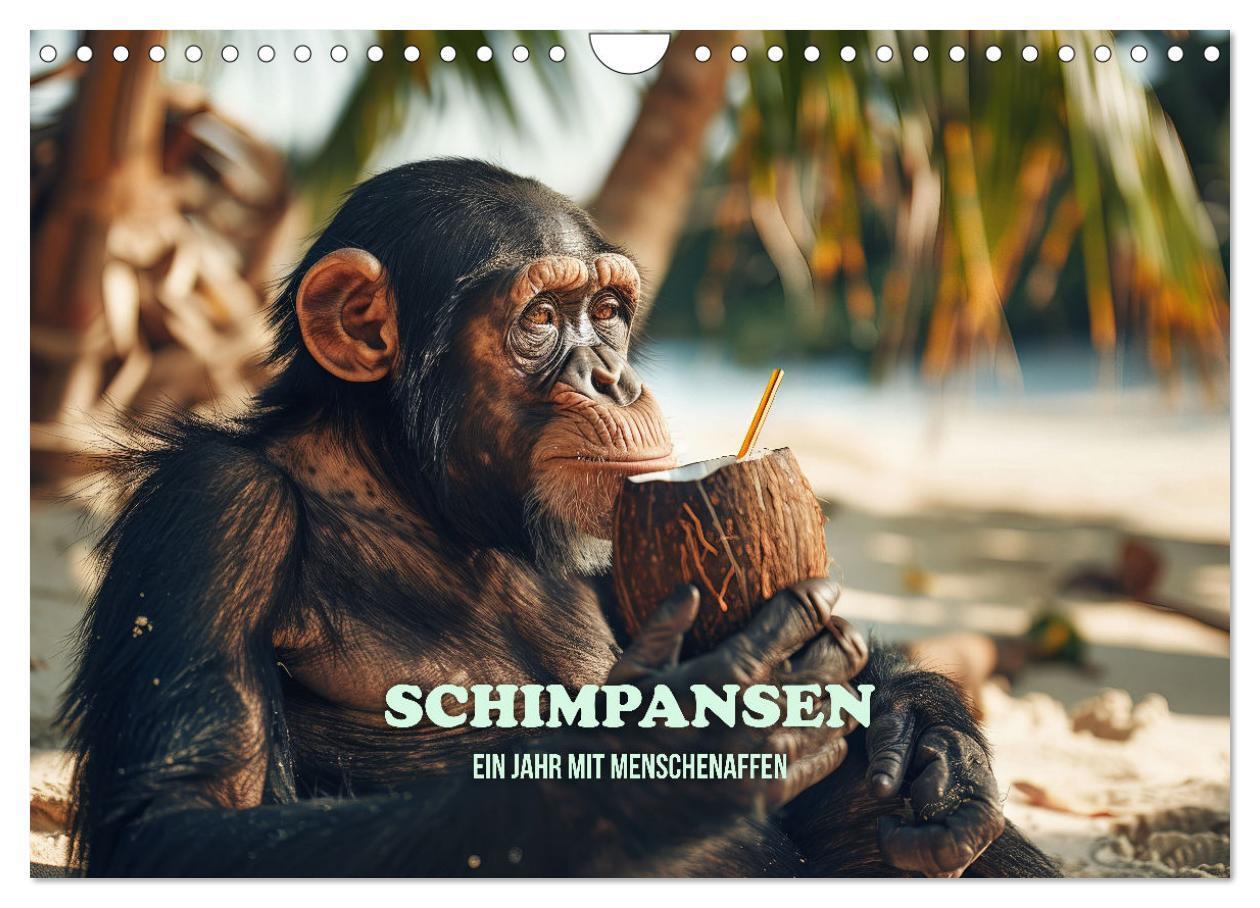 Cover: 9783383820571 | Schimpansen - Ein Jahr mit Menschenaffen. (Wandkalender 2025 DIN A4...
