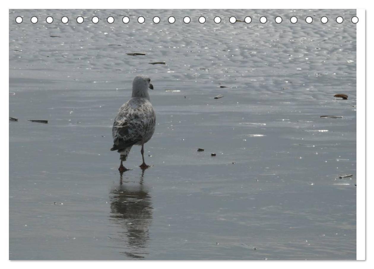 Bild: 9783435776597 | Möwen - Von der Ostsee bis zum Atlantik (Tischkalender 2025 DIN A5...