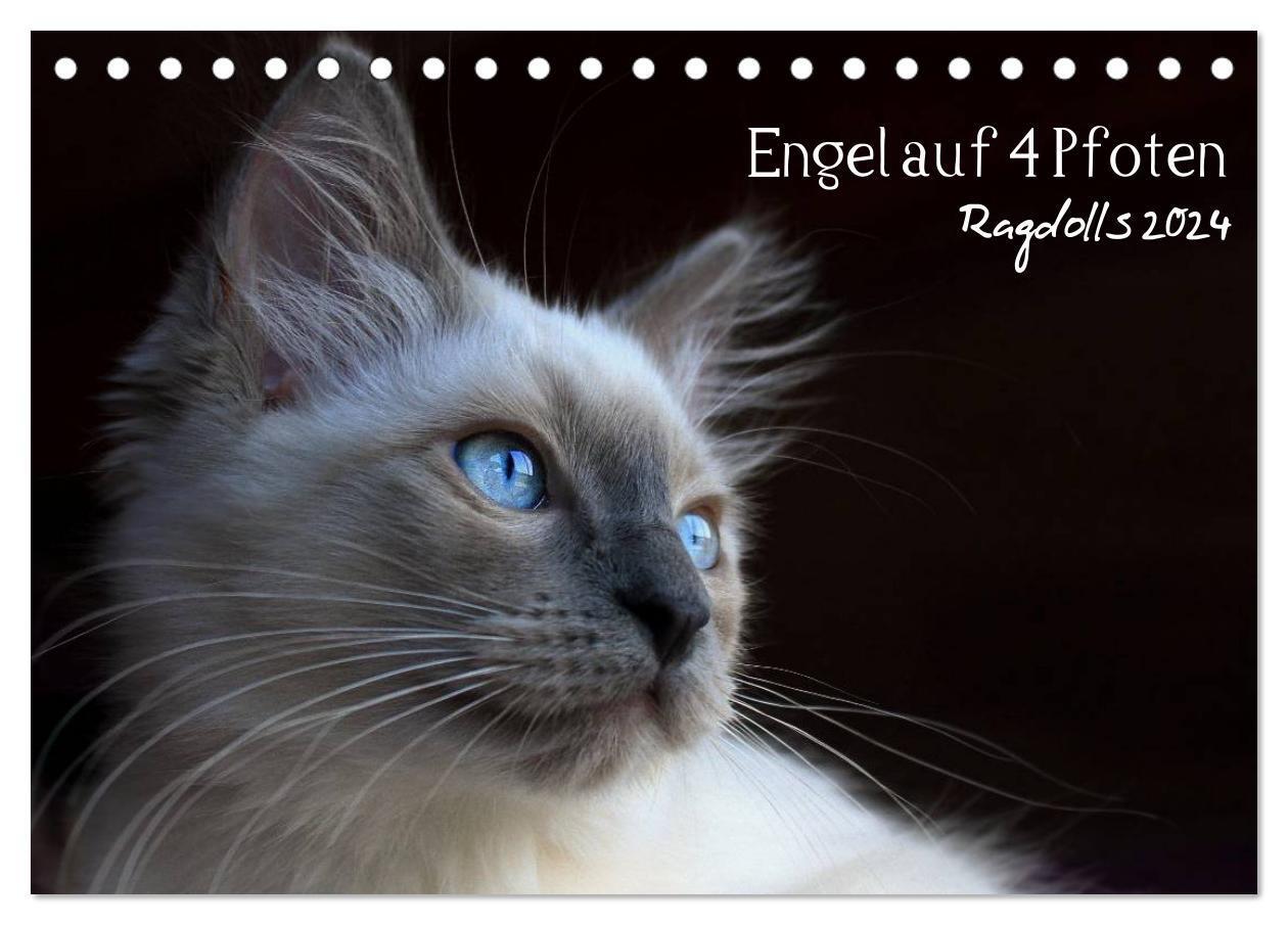 Cover: 9783675637412 | Engel auf 4 Pfoten - Ragdolls 2024 (Tischkalender 2024 DIN A5...