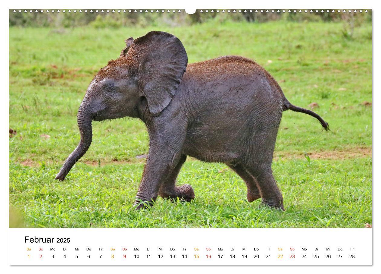 Bild: 9783435228355 | ADDO ELEPHANT NATIONAL PARK Elefanten Babies (Wandkalender 2025 DIN...