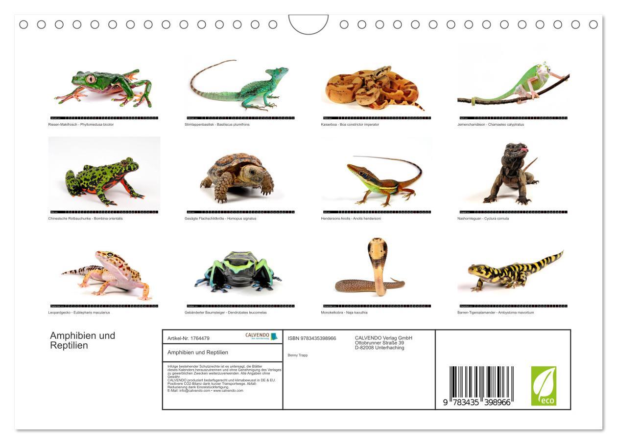 Bild: 9783435398966 | Amphibien und Reptilien (Wandkalender 2025 DIN A4 quer), CALVENDO...