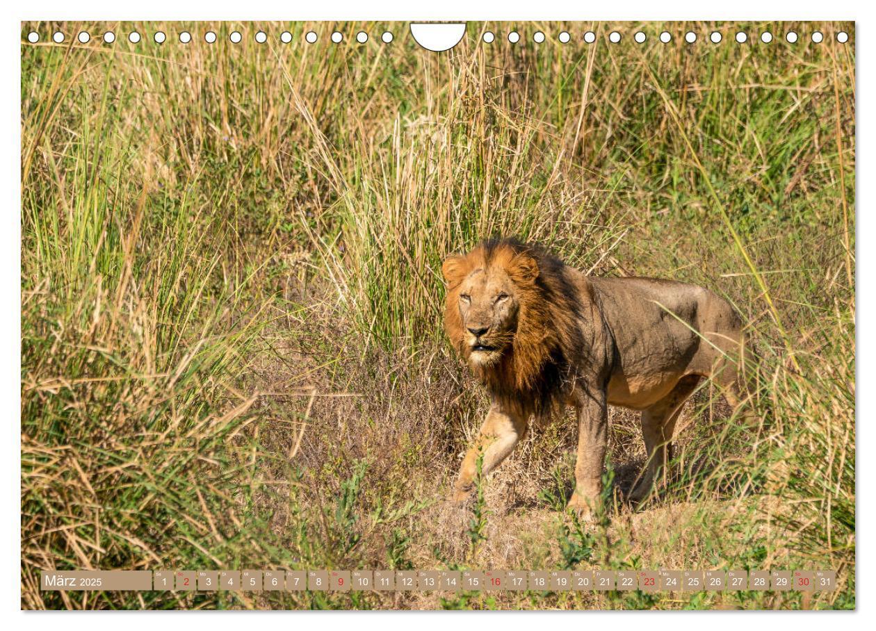 Bild: 9783435313501 | Wildlife Sambia (Wandkalender 2025 DIN A4 quer), CALVENDO...