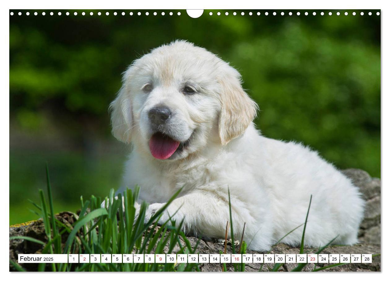 Bild: 9783435213801 | Goldige Herzensbrecher - Golden Retriever Welpen (Wandkalender 2025...