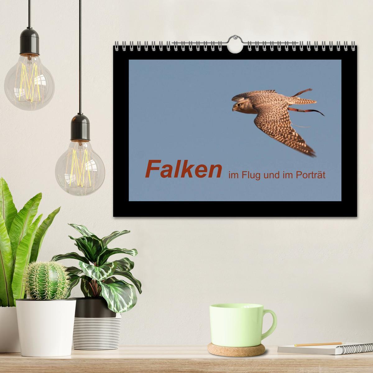 Bild: 9783435702282 | Falken im Flug und im Porträt (Wandkalender 2025 DIN A4 quer),...