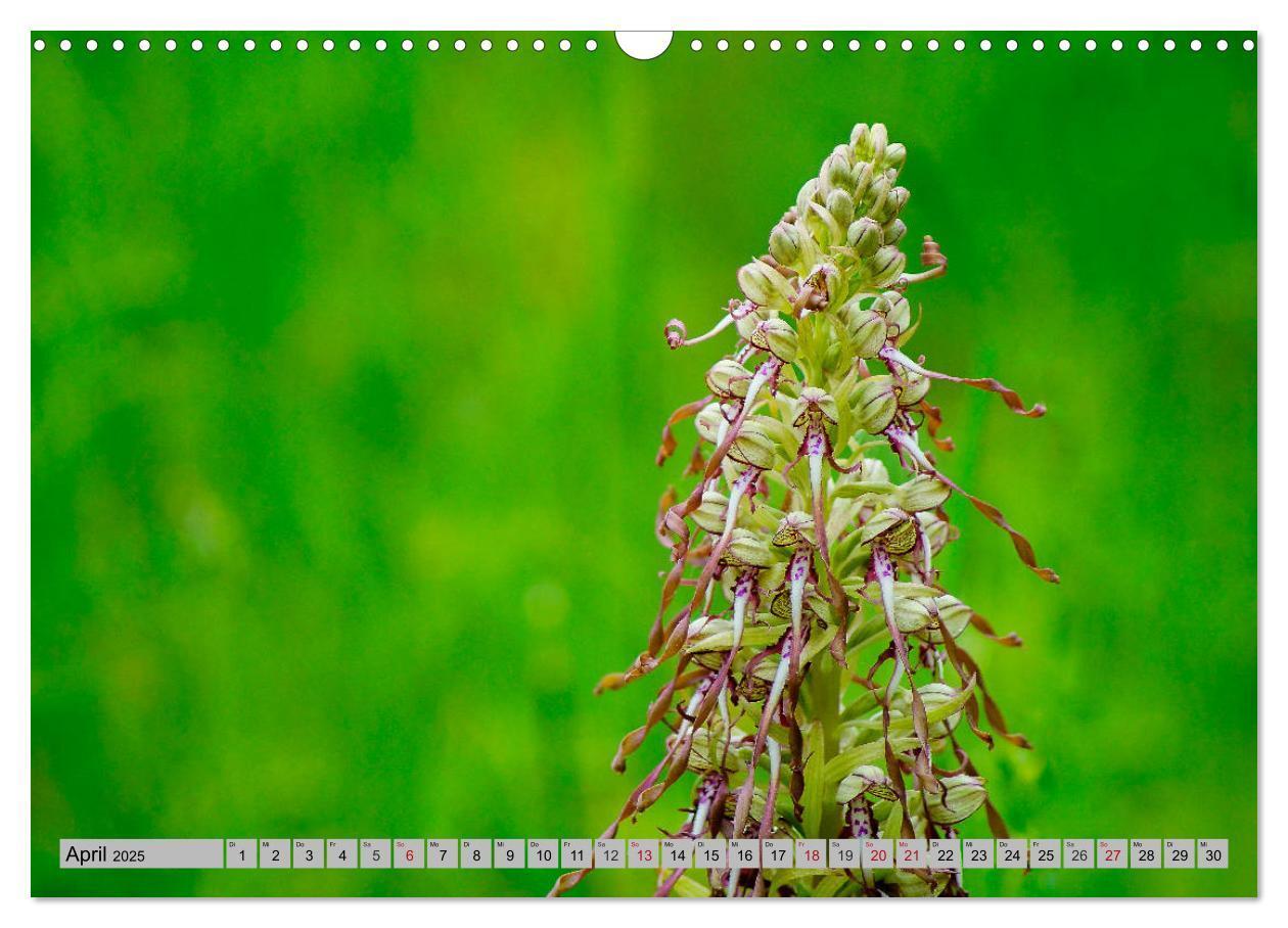 Bild: 9783435536528 | Orchideenwiese 2025 (Wandkalender 2025 DIN A3 quer), CALVENDO...