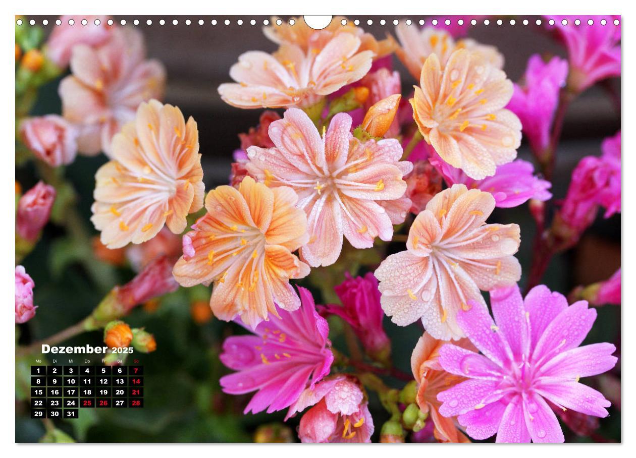 Bild: 9783435132775 | Lewisia, das Porzellanröschen (Wandkalender 2025 DIN A3 quer),...