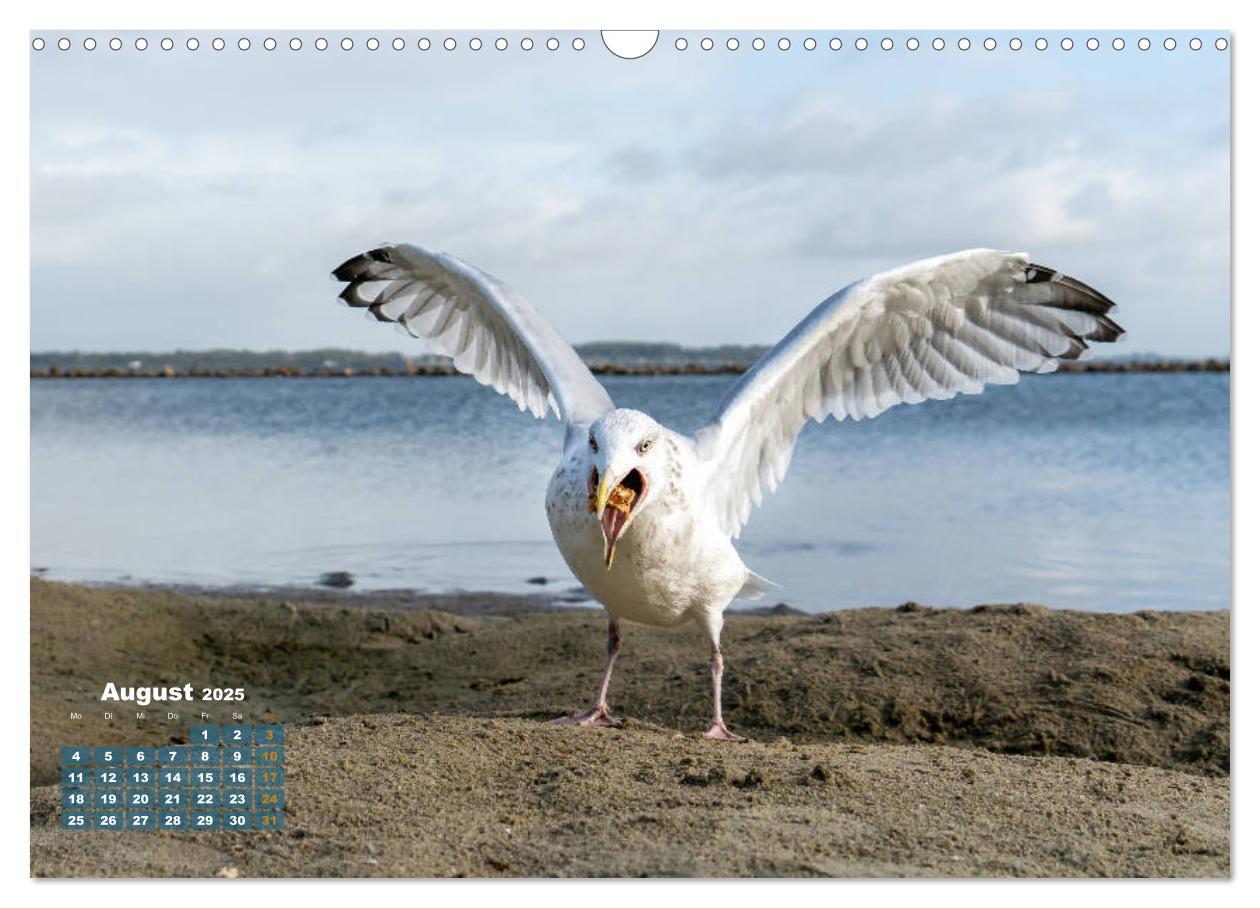 Bild: 9783435177493 | Möwen frech und witzig (Wandkalender 2025 DIN A3 quer), CALVENDO...