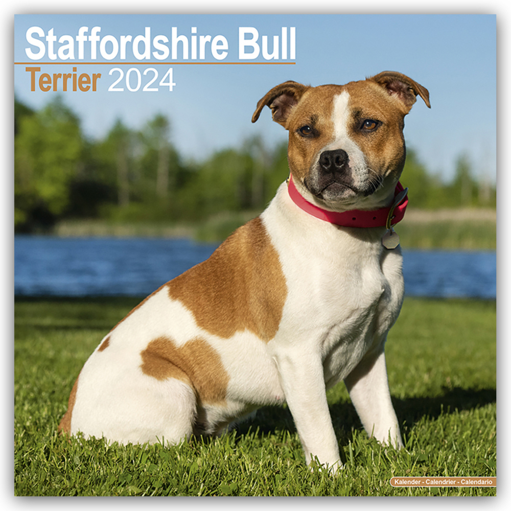 Cover: 9781804600986 | Staffordshire Bull Terrier - Staffordshire Bull Terrier 2024 -...