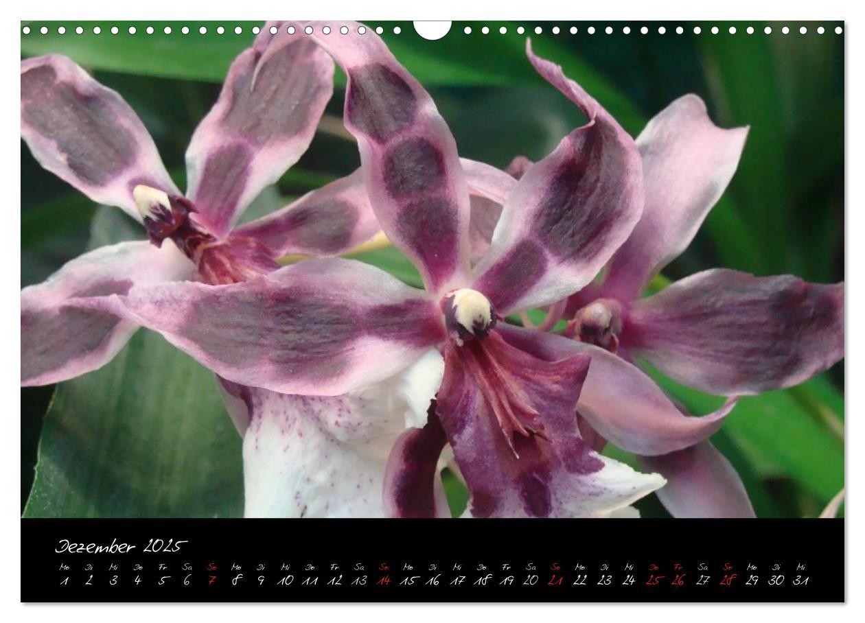 Bild: 9783435822119 | Farbenreiche Orchideen (Wandkalender 2025 DIN A3 quer), CALVENDO...