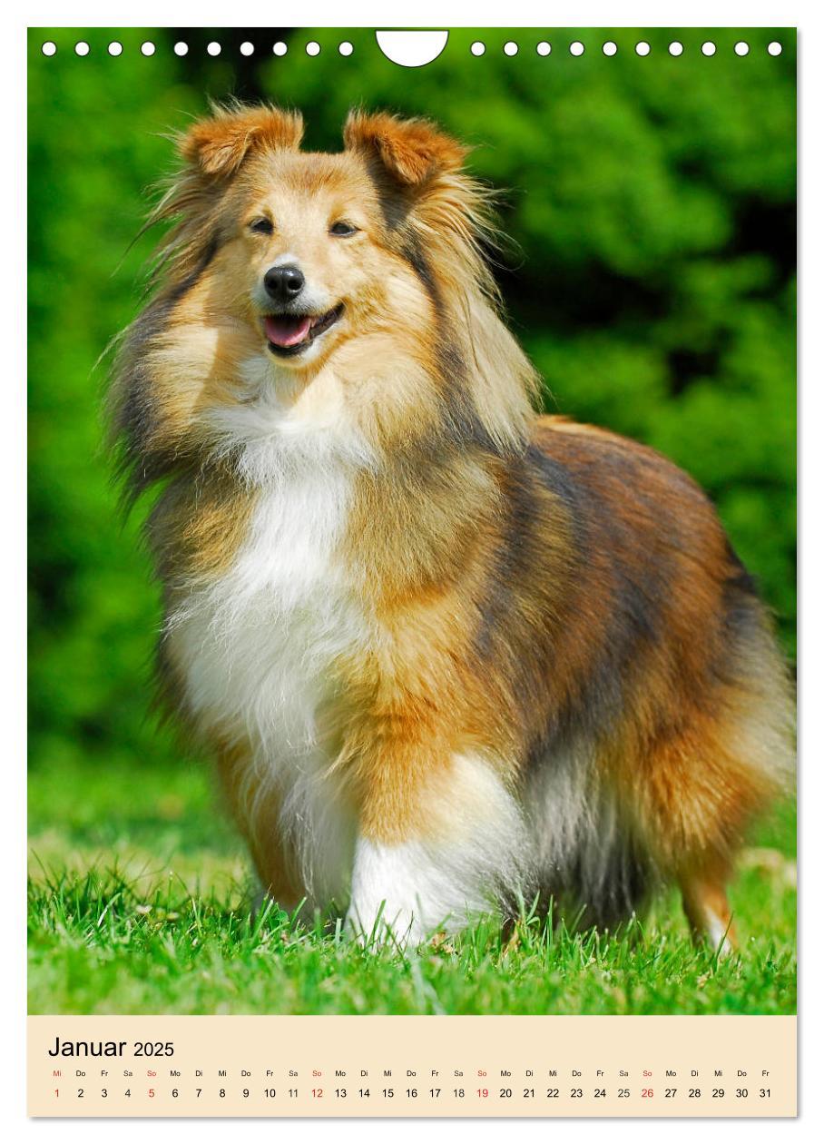 Bild: 9783435960545 | Sheltie - Wirbelwind auf 4 Pfoten (Wandkalender 2025 DIN A4 hoch),...