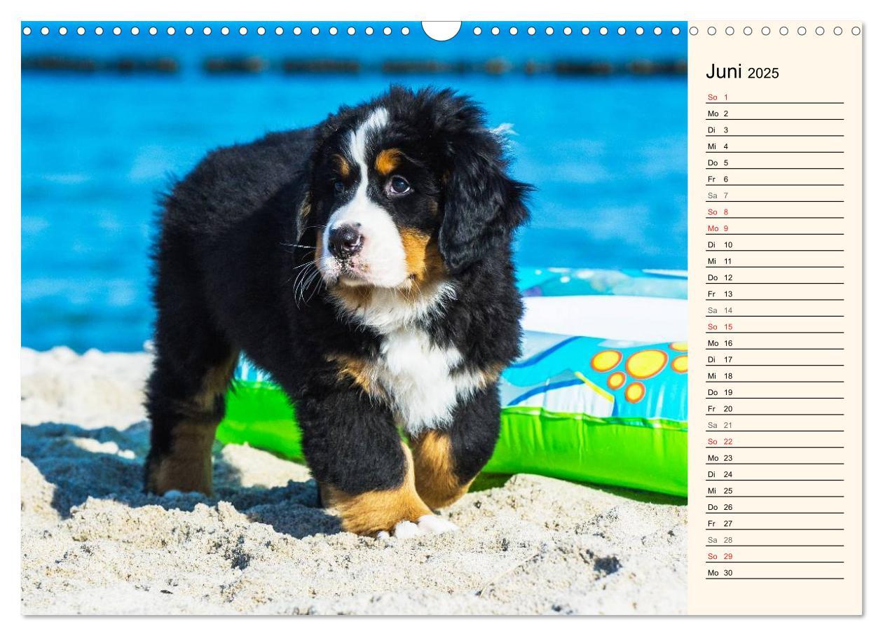 Bild: 9783435478194 | Seebärchen entdecken die Welt - Berner Sennenhunde (Wandkalender...