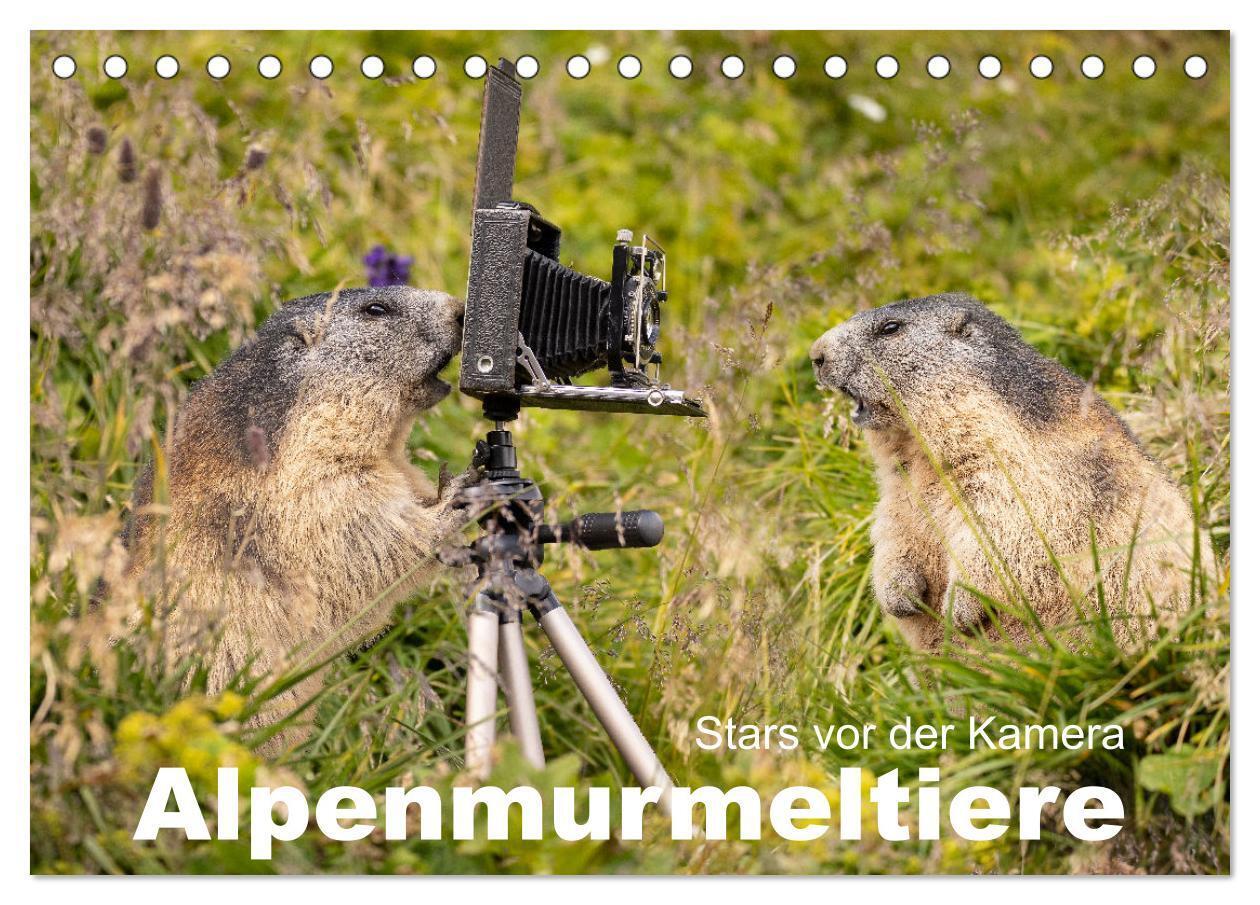 Cover: 9783675412040 | Alpenmurmeltiere - Stars vor der Kamera (Tischkalender 2024 DIN A5...