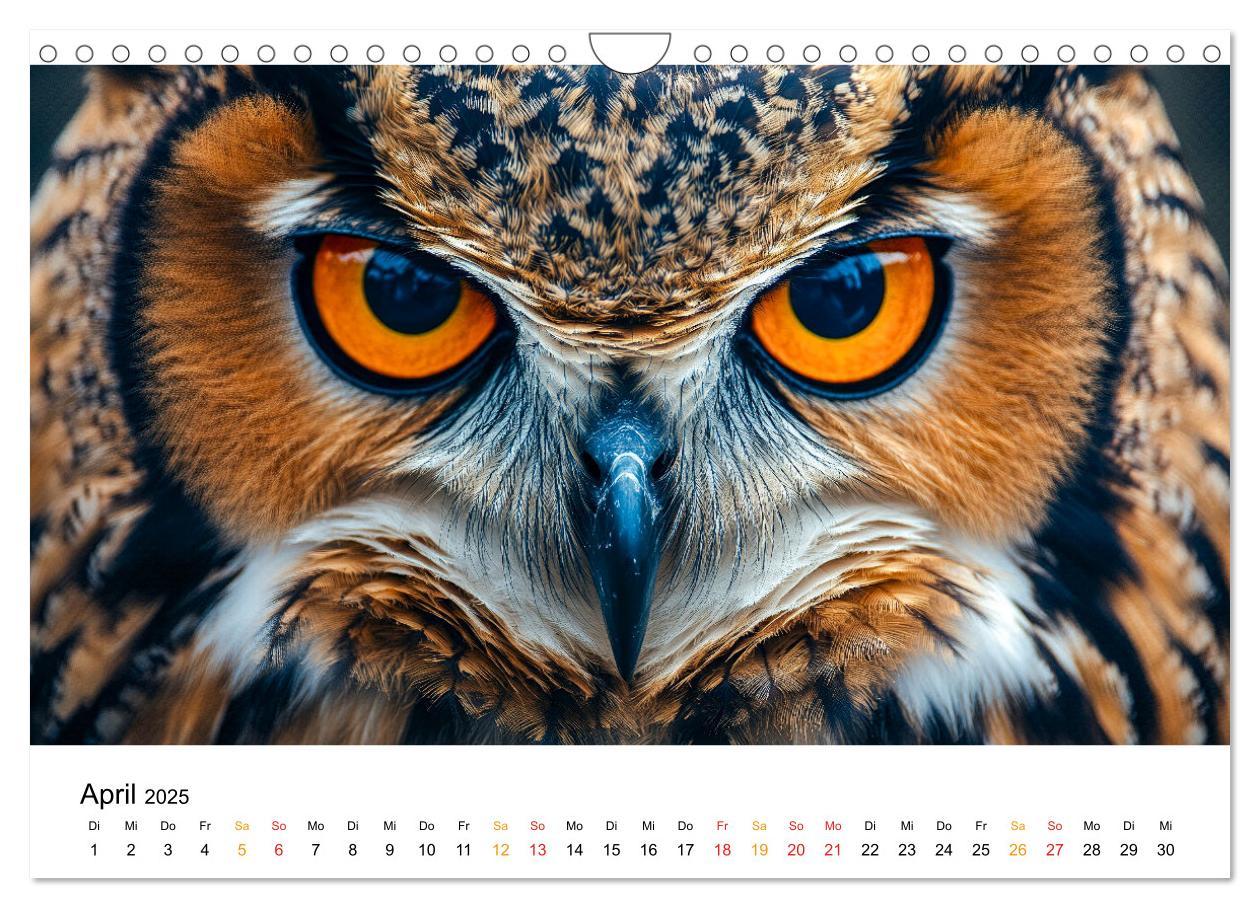 Bild: 9783457232651 | Im Reich der Eulen (Wandkalender 2025 DIN A4 quer), CALVENDO...